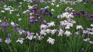 菖蒲祭期間に訪問