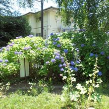 この日は紫陽花が咲いていました