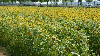 夏の風物詩ひまわりが一面に咲く