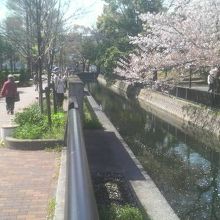 長い水路沿いの桜並木がきれいに咲いていました