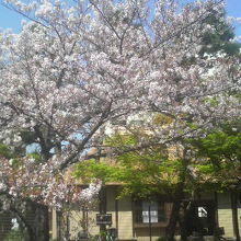 「旧大石家住宅」のそばにも桜があり、風情あるたたずまいに。