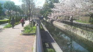 長い水路沿いの桜並木など花見スポットとしてもなかなか