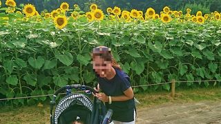 ヒマワリ畑がなかなか！