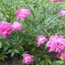 芍薬が咲いていました