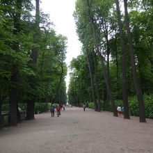 公園内の樹木に囲まれた並木道