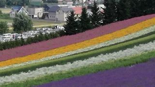 やはり富良野NO.1かしら