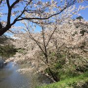 上田城　桜祭り