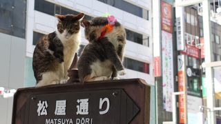 標識上の猫が話題