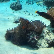 美ら海水族館、海の中♪