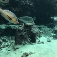 美ら海水族館、海の中♪