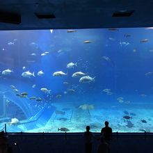 美ら海水族館、海の中♪