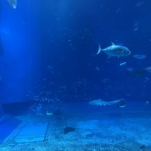 美ら海水族館、海の中♪