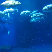 美ら海水族館、海の中♪