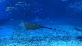 青の帳にウットリ♪