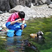 あの温泉入ってる（風）のアザラシさん