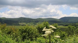高山植物が咲いています
