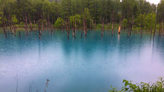 池が青く見える！美瑛の必見スポットのひとつ！