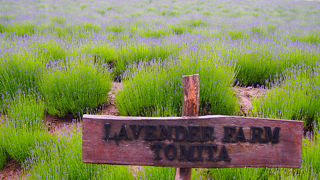 美しいラベンダー！富良野の1番人気スポット！