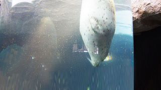 面白い！旭山動物園人気ナンバーワン！