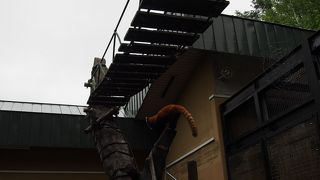吊り橋を渡るレッサーパンダがかわいい！