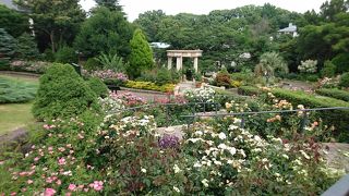 色とりどりの薔薇が咲いていました。