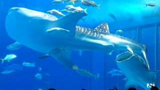 沖縄へ来たなら寄らないと