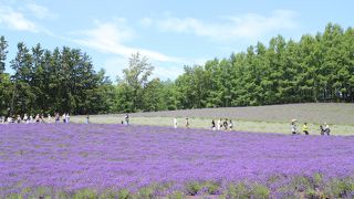 日本で最も歴史のあるラベンダー畑