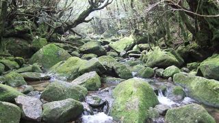 雨が多いとコースが制限されることも