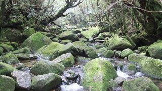 雨が多いとコースが制限されることも