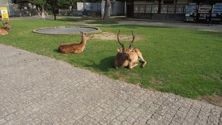 鹿がたくさん、そして落し物も・・・・