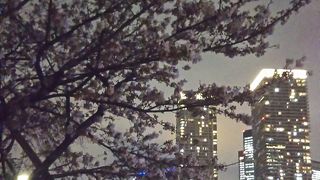 夜桜と一緒に