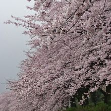 桜並木、満開！