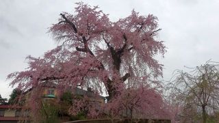 公園内も花見の人でにぎわって