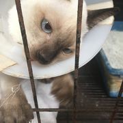 タイ雑貨が色々あります　猫カフェも一緒のお店