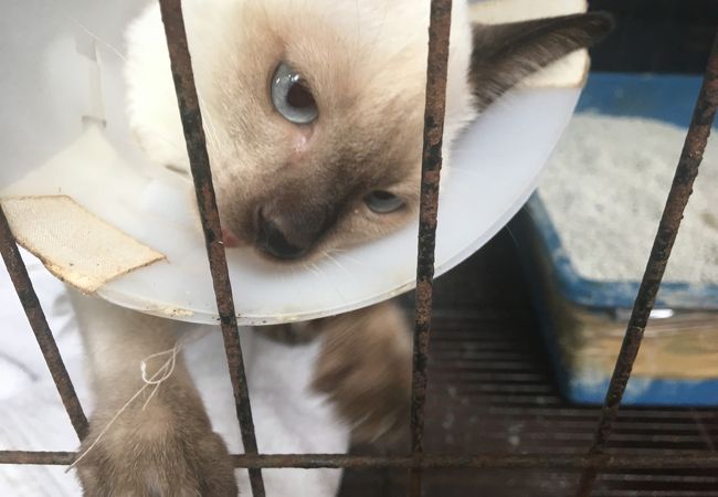 タイ雑貨が色々あります　猫カフェも一緒のお店