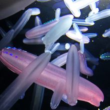 加茂水族館　シンカイウリクラゲ