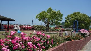 各種のバラが咲き乱れていました