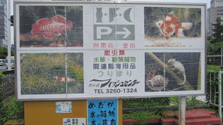 サボテンや多肉植物などの植物も販売しています