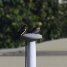 オーストラリアツバメ