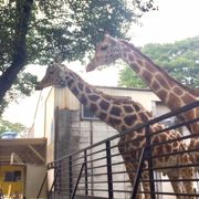 動物との距離が近いです