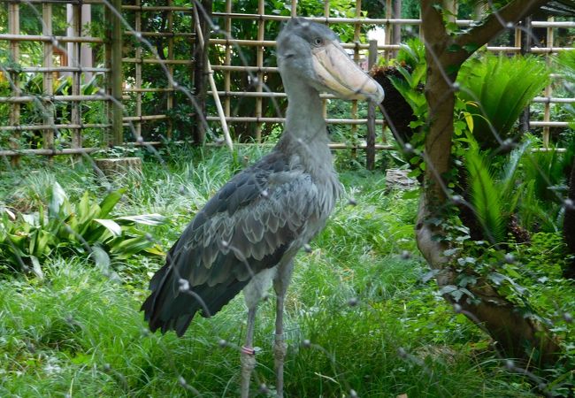 東京都恩賜上野動物園 クチコミ アクセス 営業時間 上野 御徒町 フォートラベル