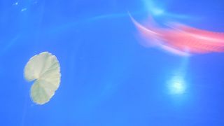 スカイサーカス