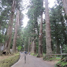 ４杉林と坂が続く