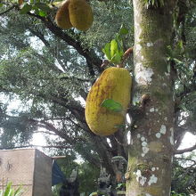 境内（言うのかな）のナンカ