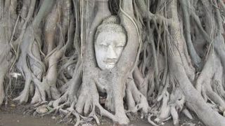 木の根で覆われた仏頭