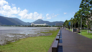 ツチスドリを見てきました。