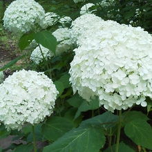 お隣の公園の花。マルハナバチがとまっていました