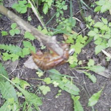 セミの抜け殻発見！鳴き声だけで３種類くらいいたように思います