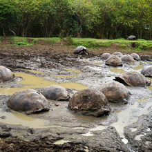 湿地帯を好んで生活