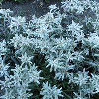 入口の花壇にエーデルワイスが。